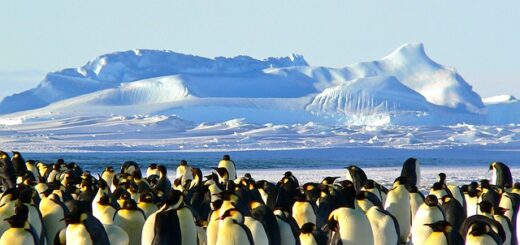 things to do in antarctica
