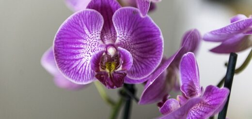 Orchid Farms