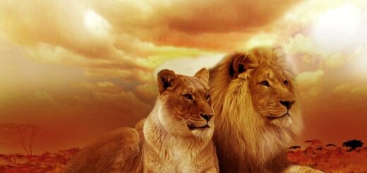 African Safari