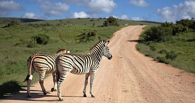 Safari Tour