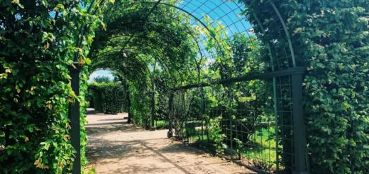 wrought iron trellis for climbing plants