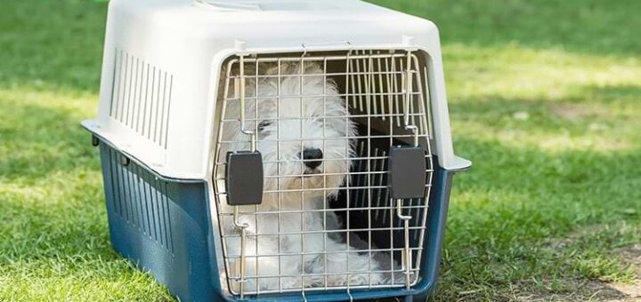 travel dog crate