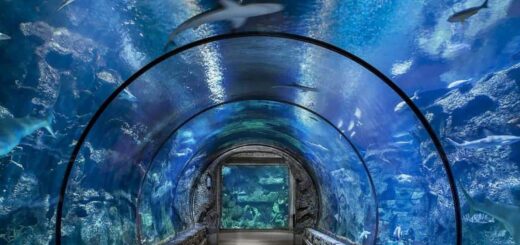 shark reef aquarium tickets
