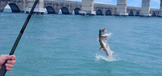 Tarpon fishing Key West