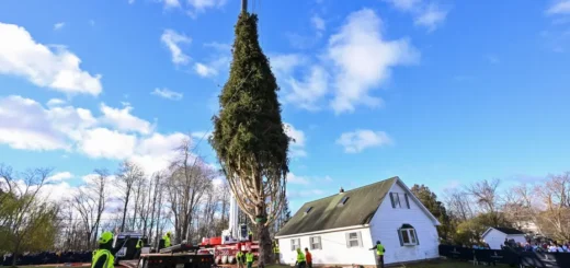 rockefeller christmas tree 2025