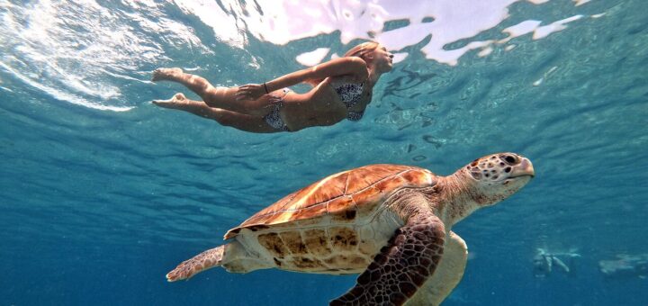 best places to swim with turtles